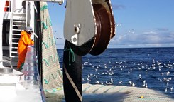 Rav på kolmulefiske 2015